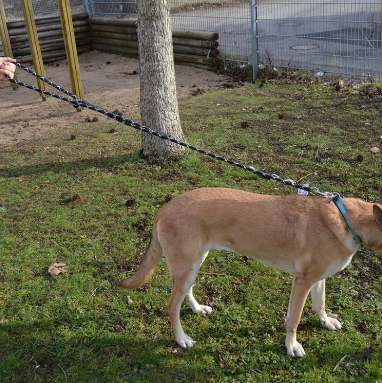 JULIUS-K9 IDC® Tau-snor
