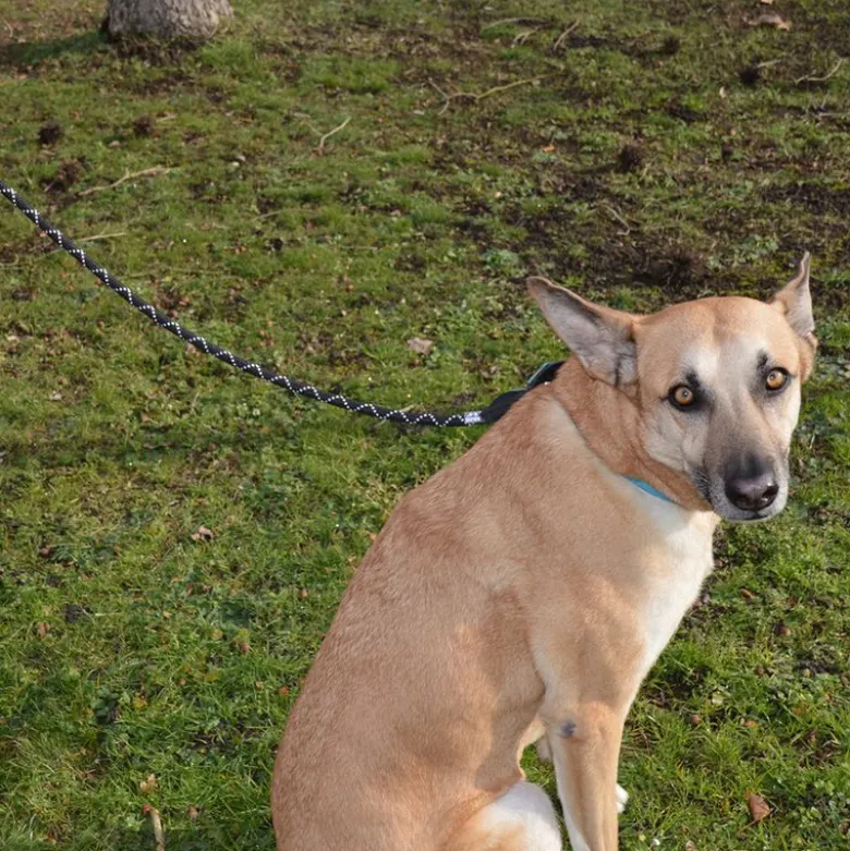 JULIUS-K9 IDC® Tau-snor