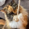 Kater Kasimir Abeknytnæve