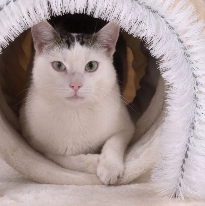Katte-legetunnel 3in1