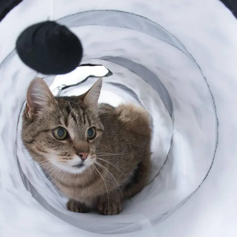 Kattetunnel Pawty - nyt design