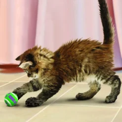 KONG Active Tennisbolde med Klokker