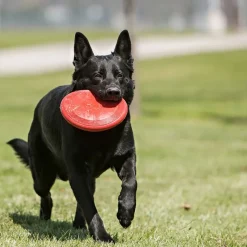 KONG Flyer hundefrisbee
