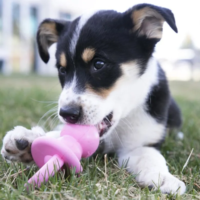 KONG Puppy tyggelegetøjs-sut