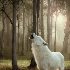 Økonomipakke: 12 x 400 g Wolf of Wilderness Adult