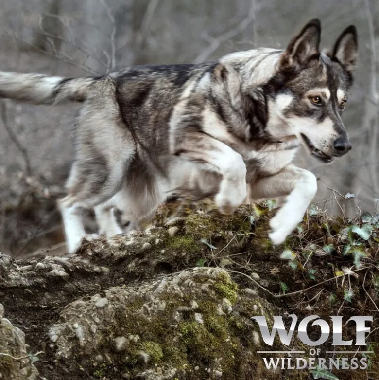 Økonomipakke: 2 x 12 kg Wolf of Wilderness