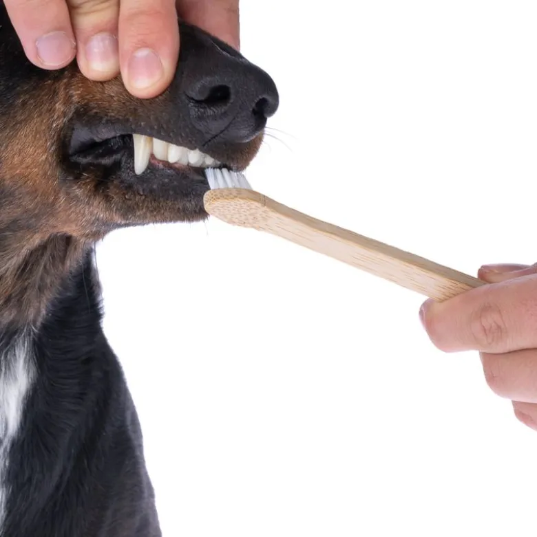 kooa bambus-tandbørste til hunde