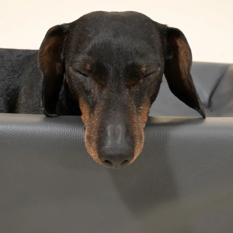 Modern Living Hundeseng Granit