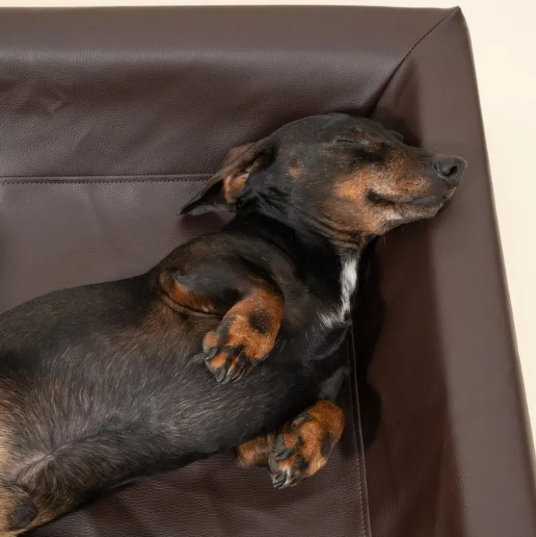 Modern Living Hundeseng Tabac