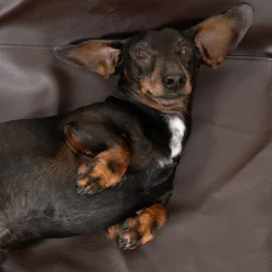 Modern Living Hundeseng Tabac