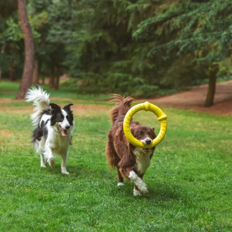 Nomad Tales Bloom Fitness Ring