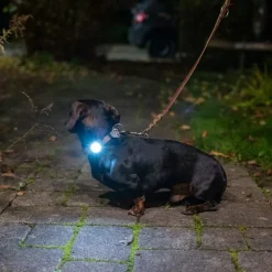 Nomad Tales Bloom light til halsbånd og sele