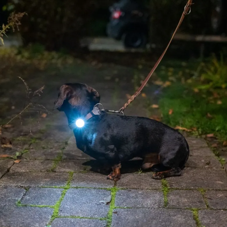 Nomad Tales Bloom light til halsbånd og sele