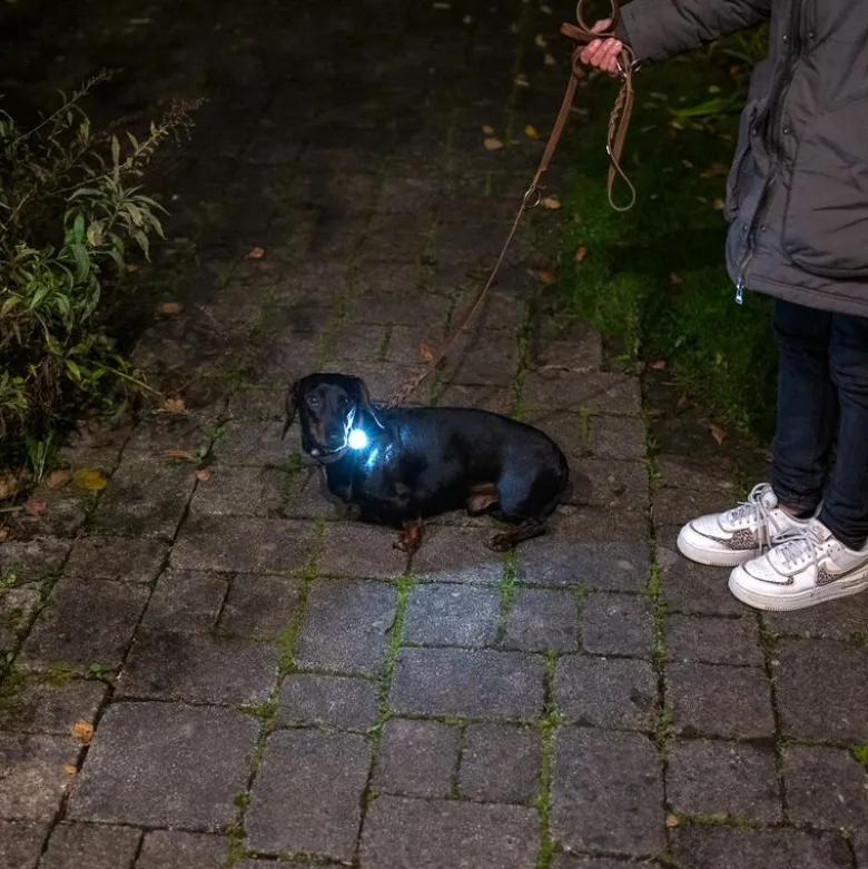 Nomad Tales Bloom light til halsbånd og sele