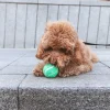 Nomad Tales Bloom Tennisbolde