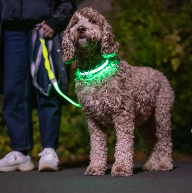 Nomad Tales Spirit USB LED nylonhalsbånd, neongul & grå