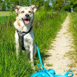Pawz & Pepper Strong Sporline, blå
