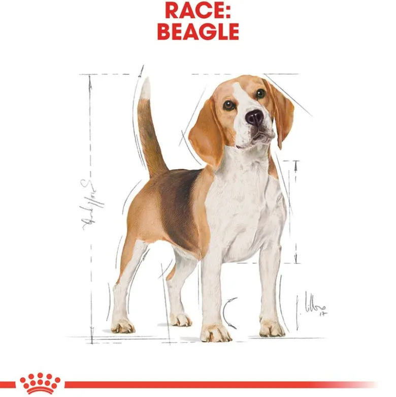 Royal Canin Beagle Adult