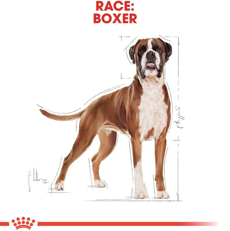 Royal Canin Boxer Adult