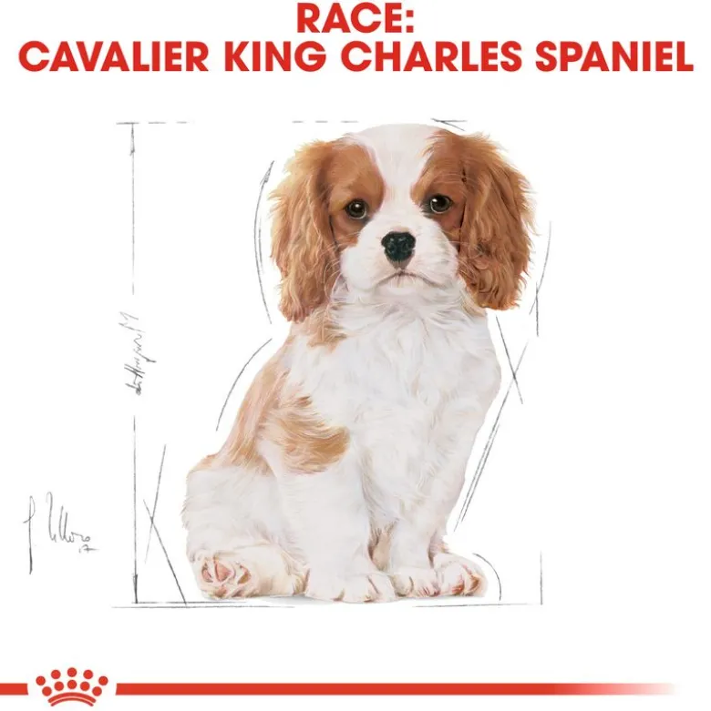 Royal Canin Cavalier King Charles Puppy