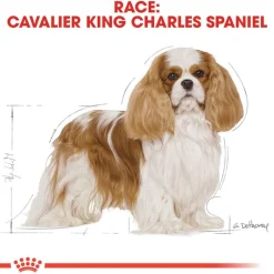 Royal Canin Cavalier King Charles Adult