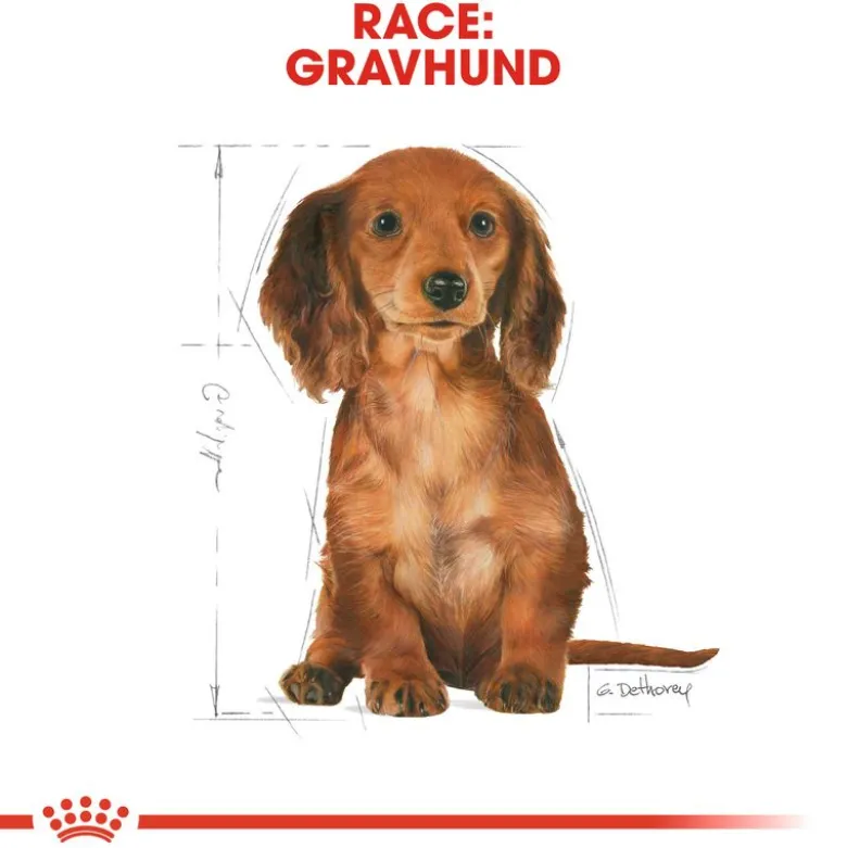 Royal Canin Dachshund Puppy