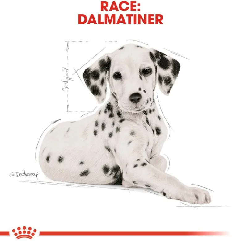 Royal Canin Dalmatian Puppy