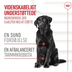 Royal Canin Digestion Adult Supplement tyggesnacks
