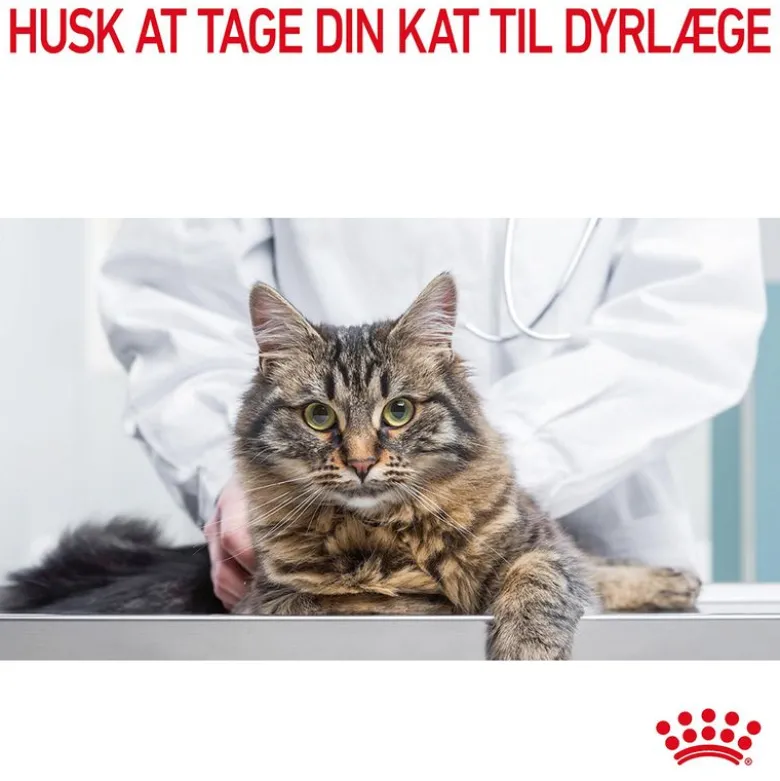 Royal Canin Digestive Care i sauce