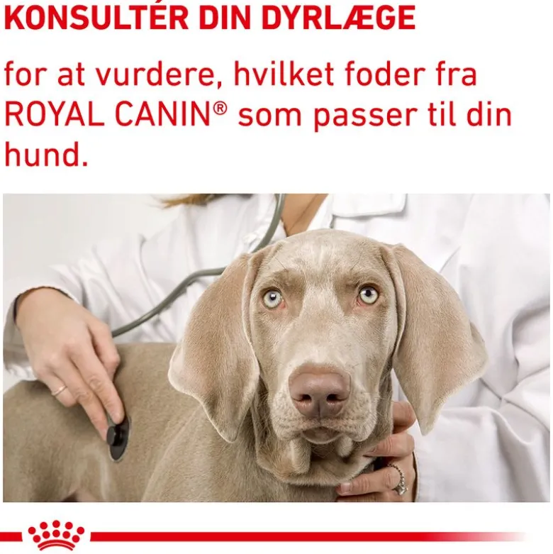 Royal Canin Expert Canine Adult Large Dog