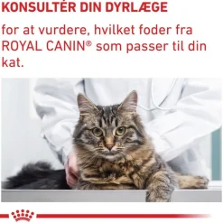 Royal Canin Expert Feline Mature Consult