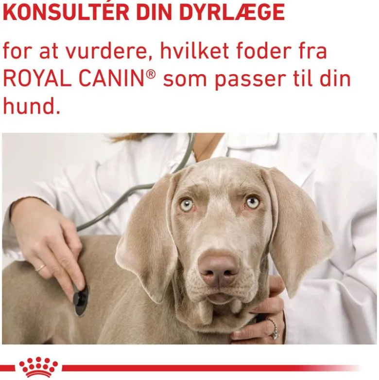 Royal Canin Expert Neutered Junior Medium Dogs