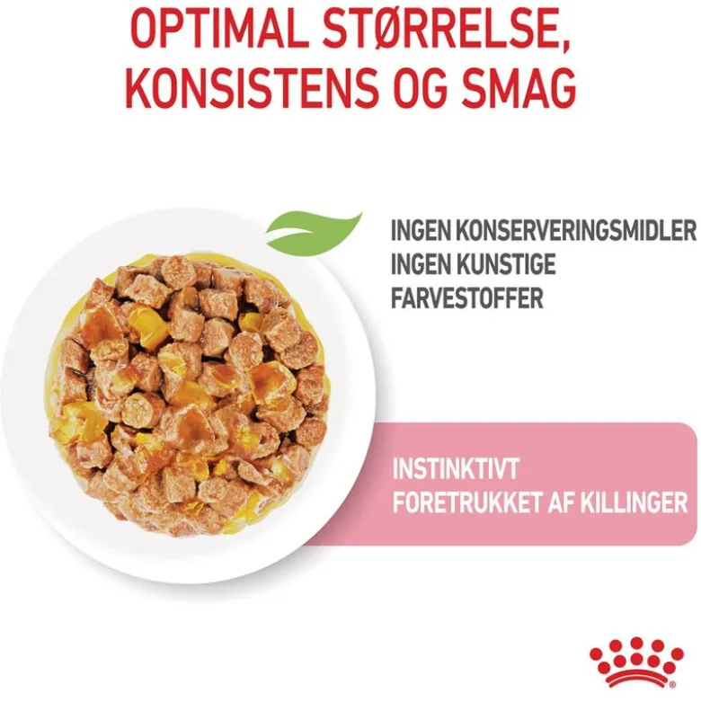 Royal Canin FHN Kitten Sterilised i gelé