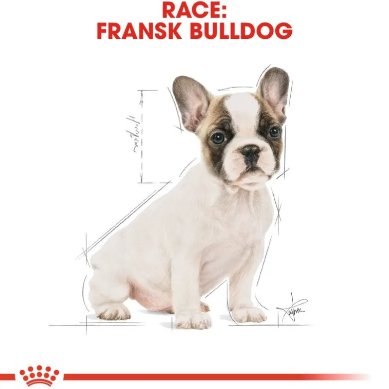 Royal Canin French Bulldog Puppy
