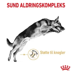 Royal Canin German Shepherd Adult 5+