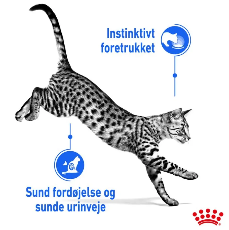Royal Canin Indoor Sterilised i gelé