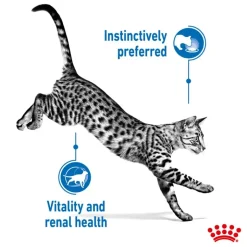 Royal Canin Indoor Sterilised 7+ i sauce