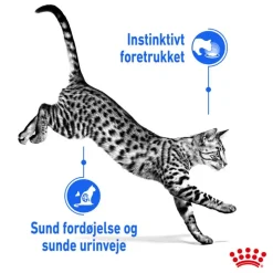 Royal Canin Indoor Sterilised i sauce