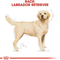 Royal Canin Labrador Retriever Adult