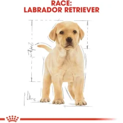 Royal Canin Labrador Retriever Puppy