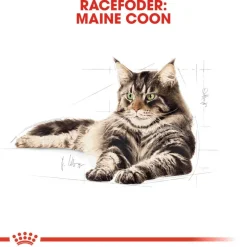 Royal Canin Maine Coon Adult i sauce
