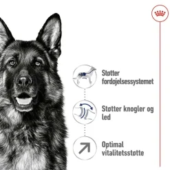 Royal Canin Maxi Adult 5+