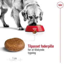 Royal Canin Maxi Adult 5+