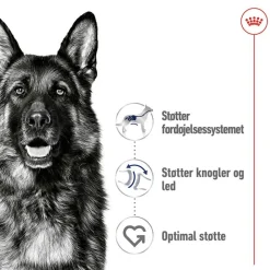 Royal Canin Maxi Adult