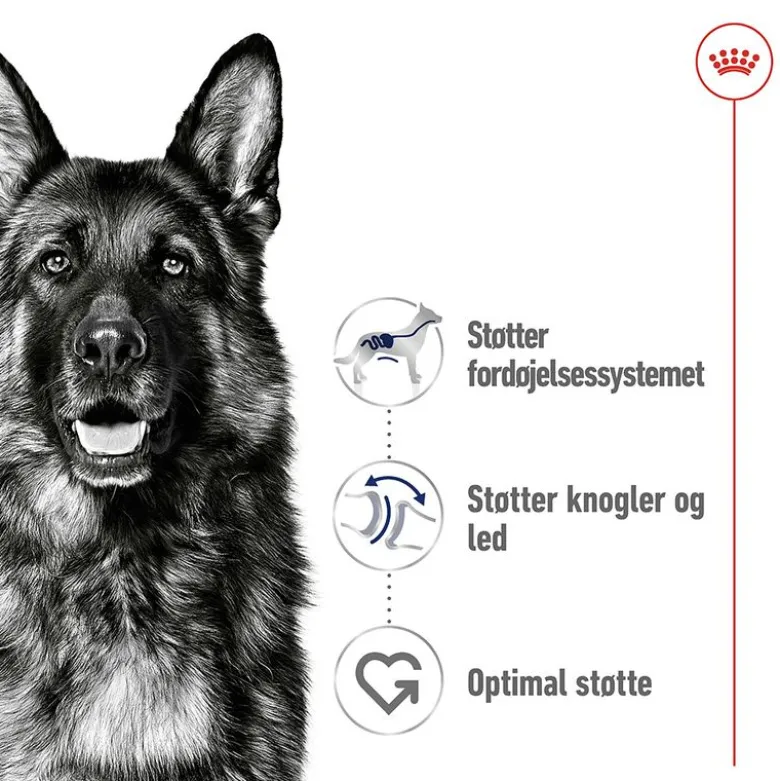 Royal Canin Maxi Adult