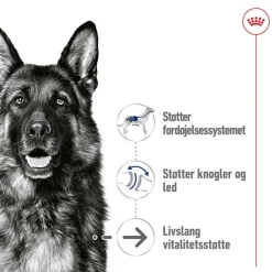 Royal Canin Maxi Ageing i sauce