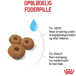 Royal Canin Maxi Starter Mother & Babydog