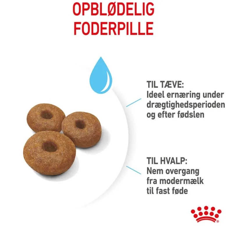 Royal Canin Maxi Starter Mother & Babydog