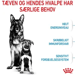 Royal Canin Maxi Starter Mother & Babydog