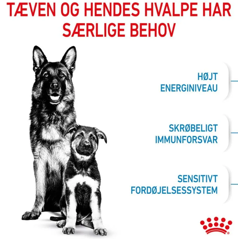 Royal Canin Maxi Starter Mother & Babydog